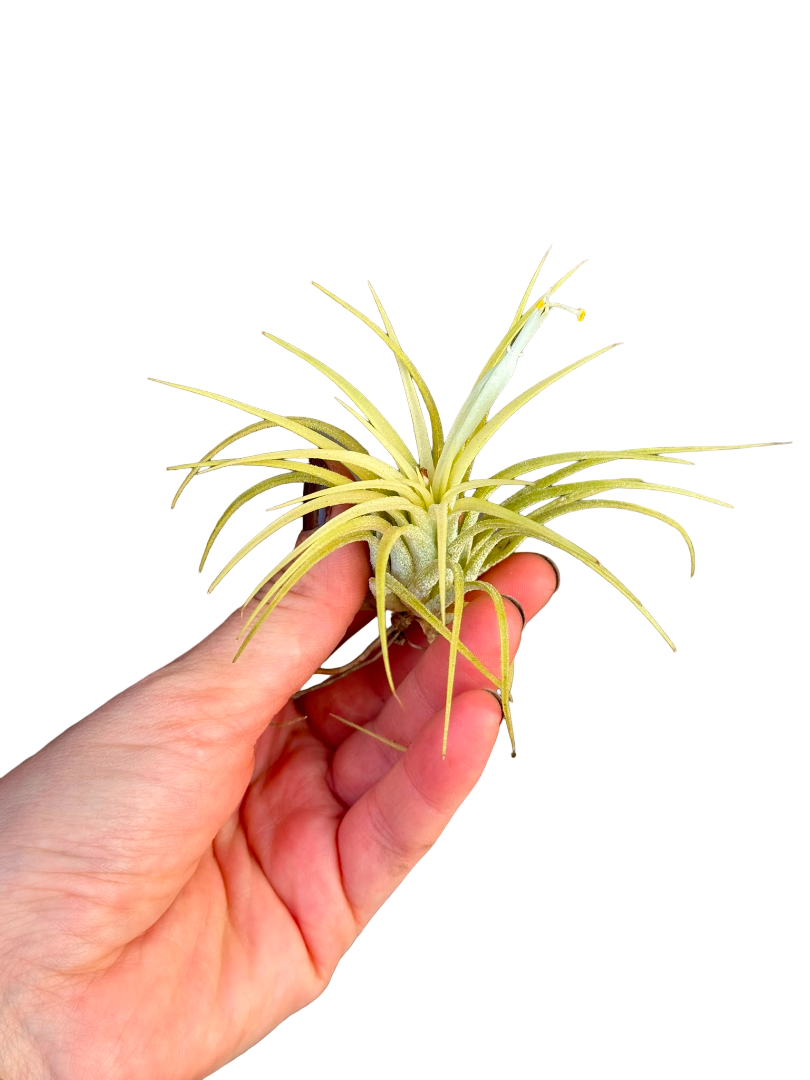 Sarı Hava Bitkisi - Çiçeği (Tillandsia Druid)