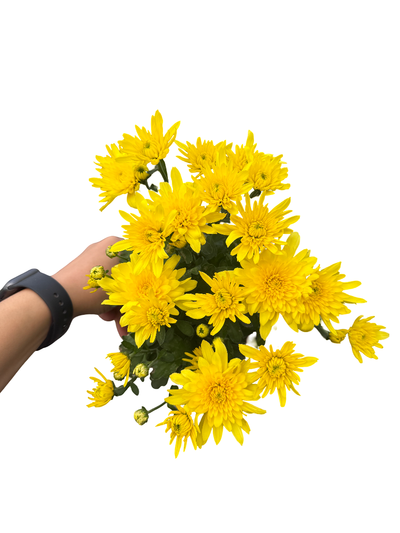 Sarı Kasımpatı Çiçeği Krizantem