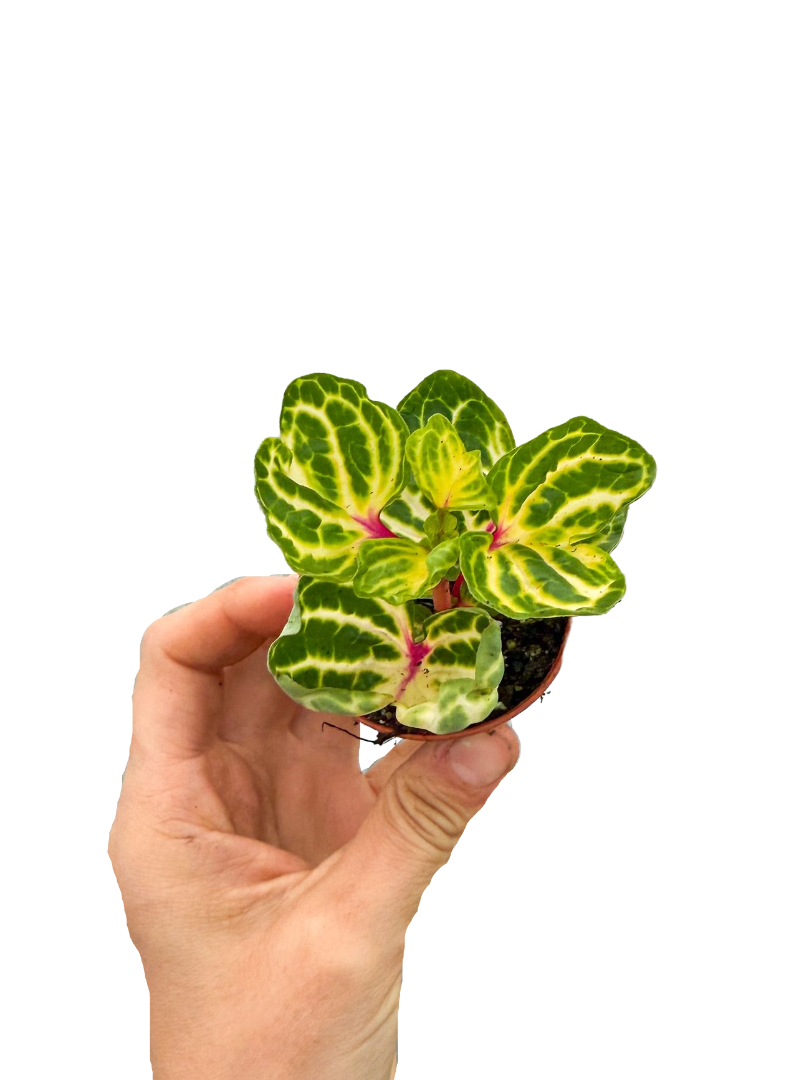 Sarı Yapraklı Çingene Şalvarı Iresine Herbstii