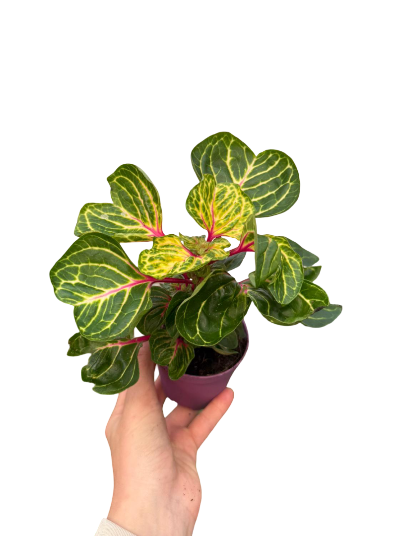 S.S PLANTS　653035 Sarı-Yeşil Çingene Şalvarı Iresine Herbstii