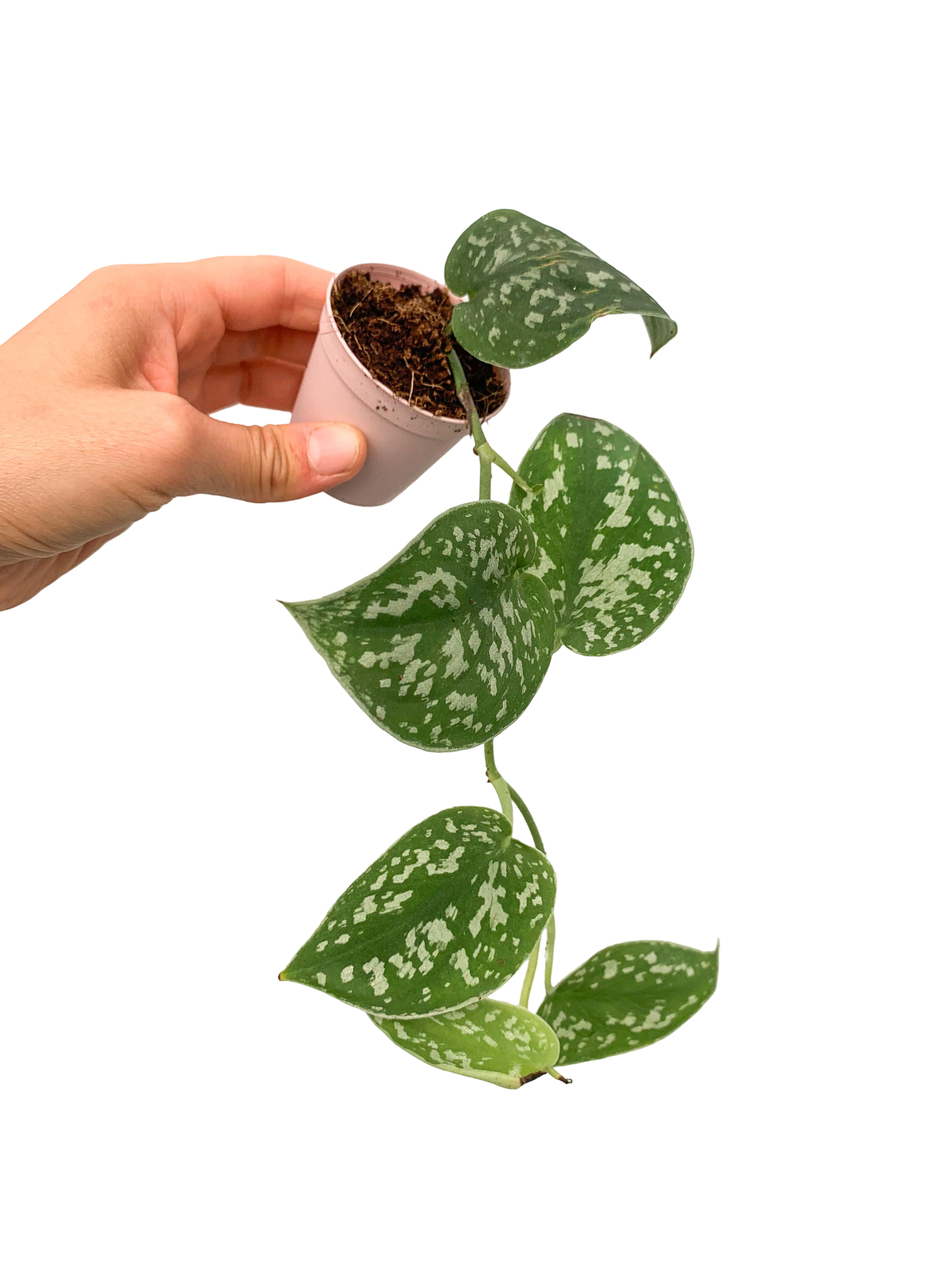 Satin Pothos (Scindapsus Pictus) Gümüş Yapraklı Salon Sarmaşığı