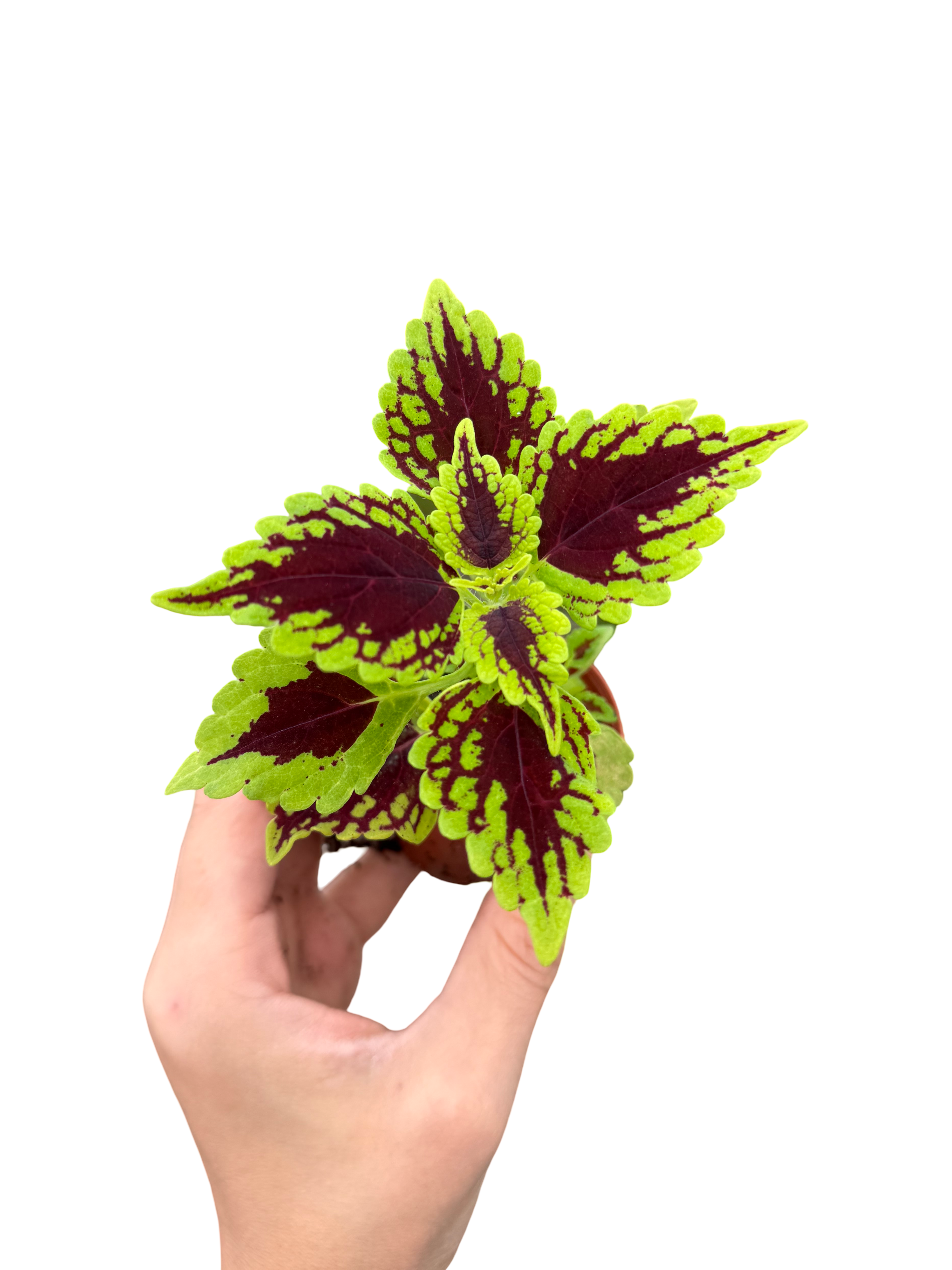 Scarlet Coleus Yaprak Güzeli