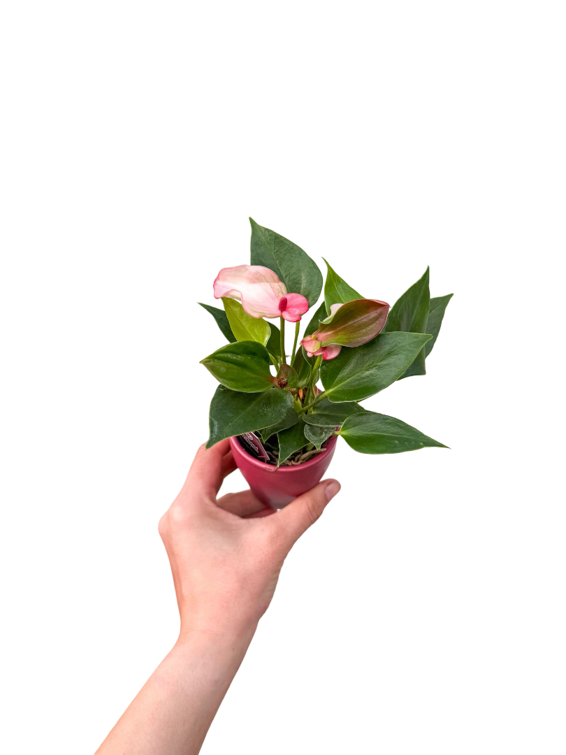 Seramik Saksılı Pembe Antoryum Mini Özel Seri