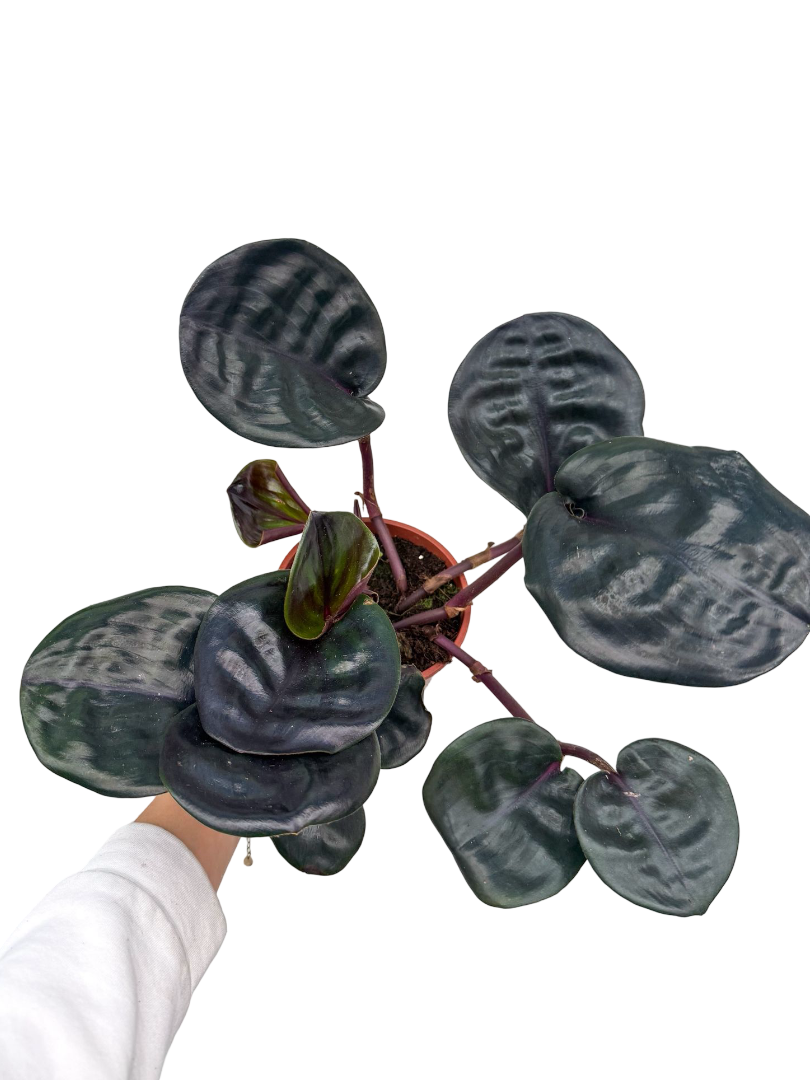 Siyah İnci - Geogenanthus Ciliatus 'Midnight Pearl'