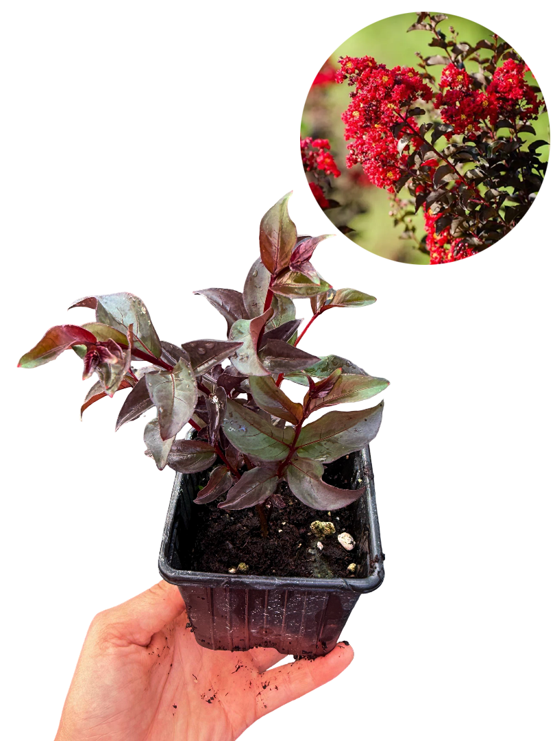 Siyah Oya Ağacı Fidanı Kırmızı Çiçekli