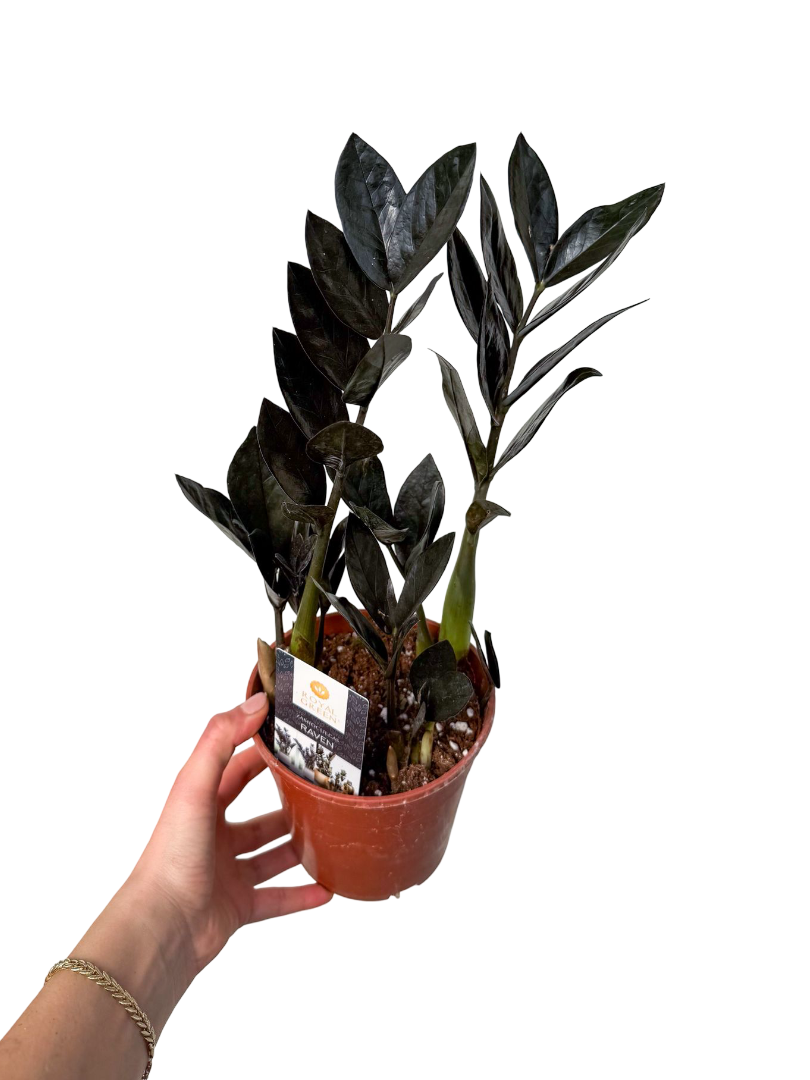 Siyah Zamia Çiçeği Bitkisi (Zamioculcas Zamiifolia 'Raven')