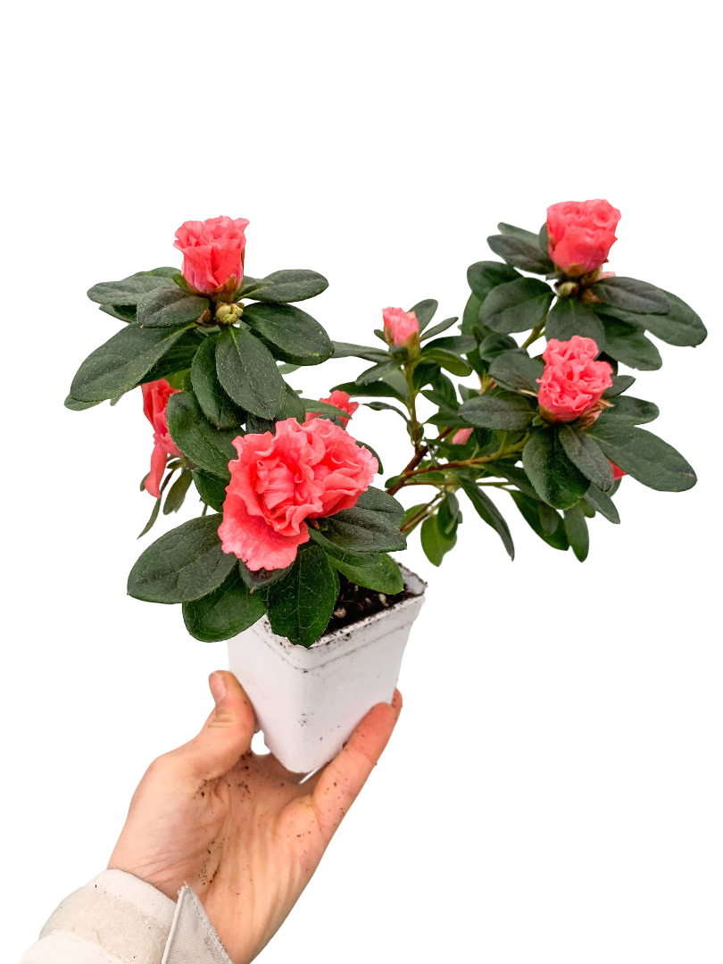 Somon Çiçekli Açelya Azalea