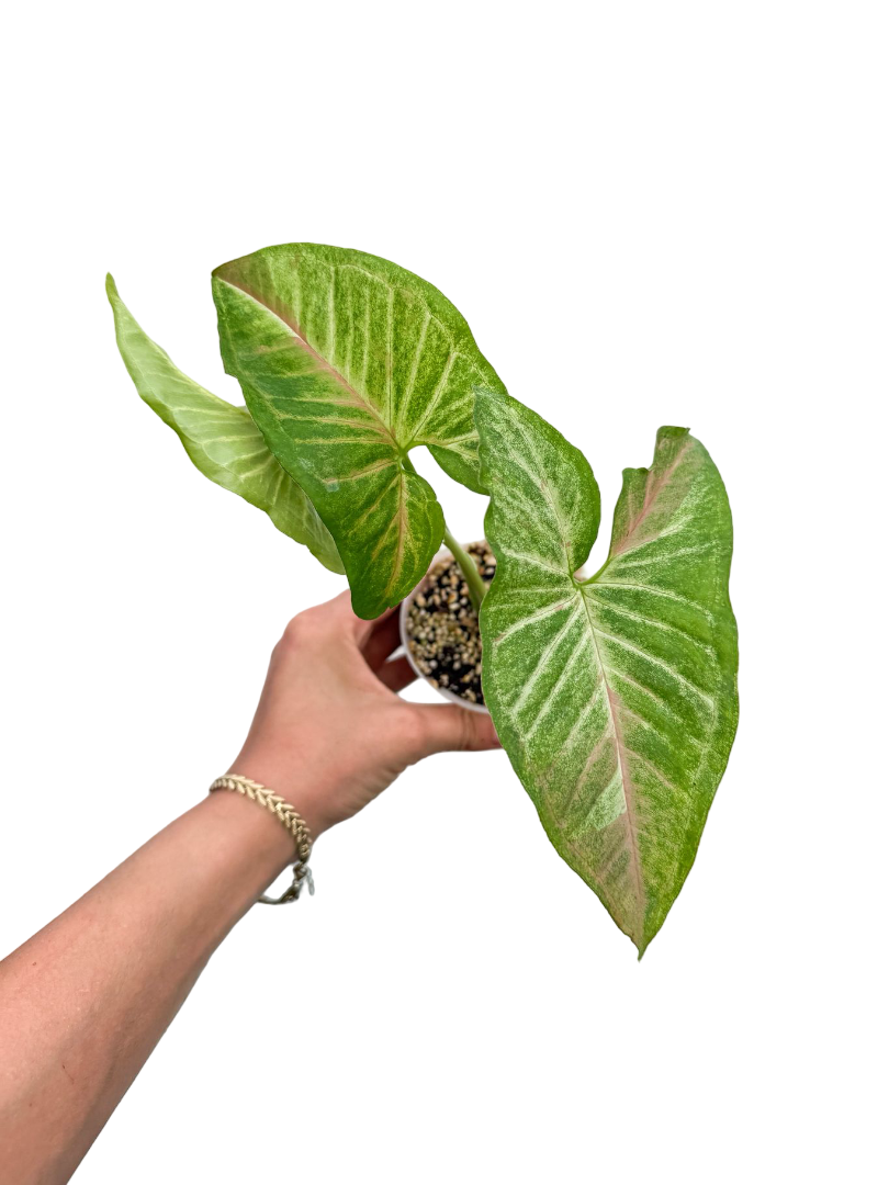 Syngonium Confetti