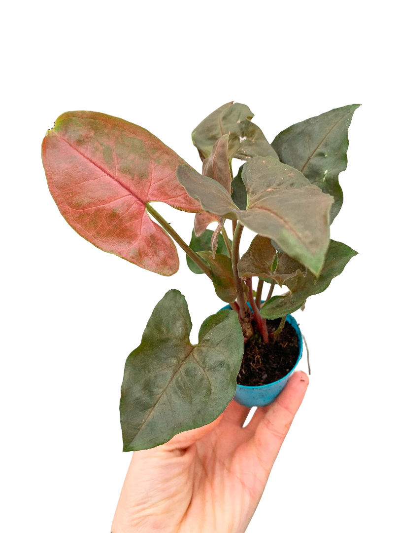 Syngonium Maria Allusion - Melek Kanadı