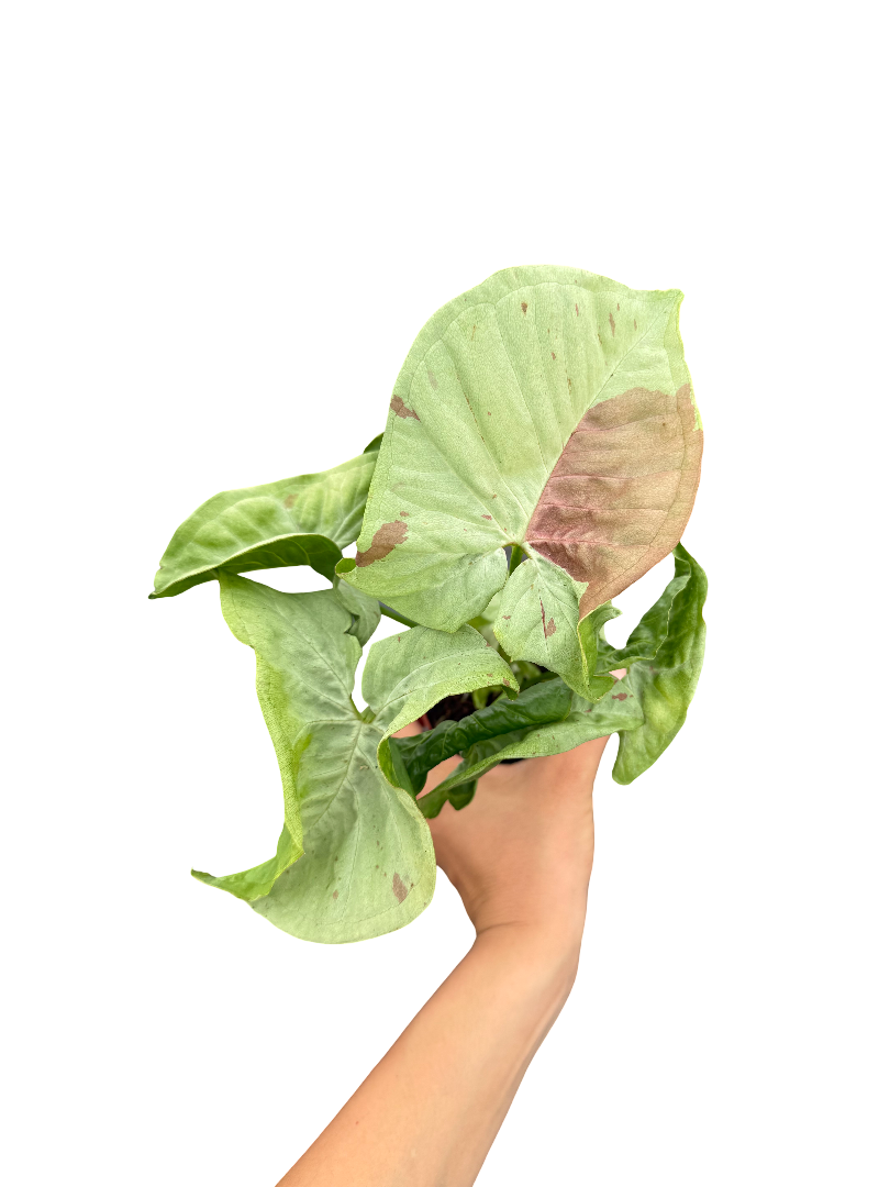 Syngonium Milk Confetti Melek Kanadı
