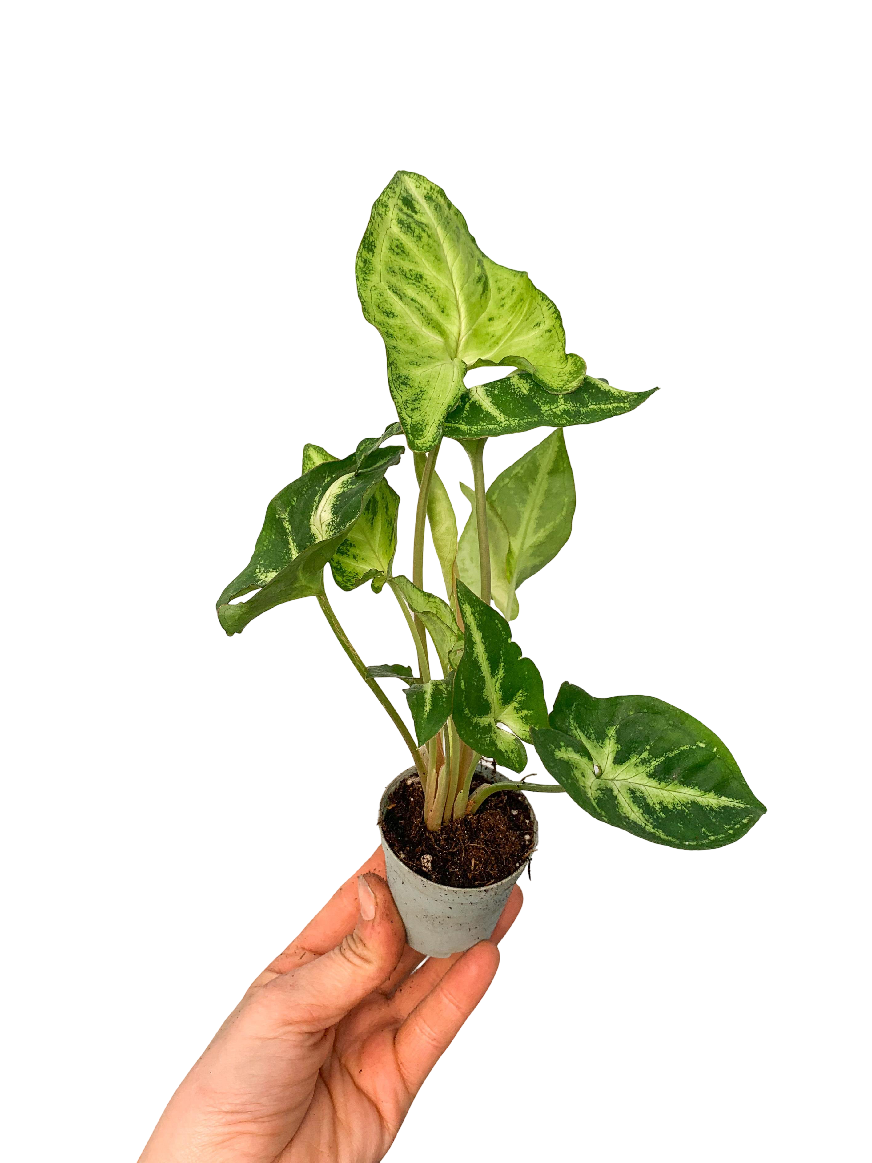 Syngonium Podophyllum - Melek Kanadı Ok Başı Sarmaşığı