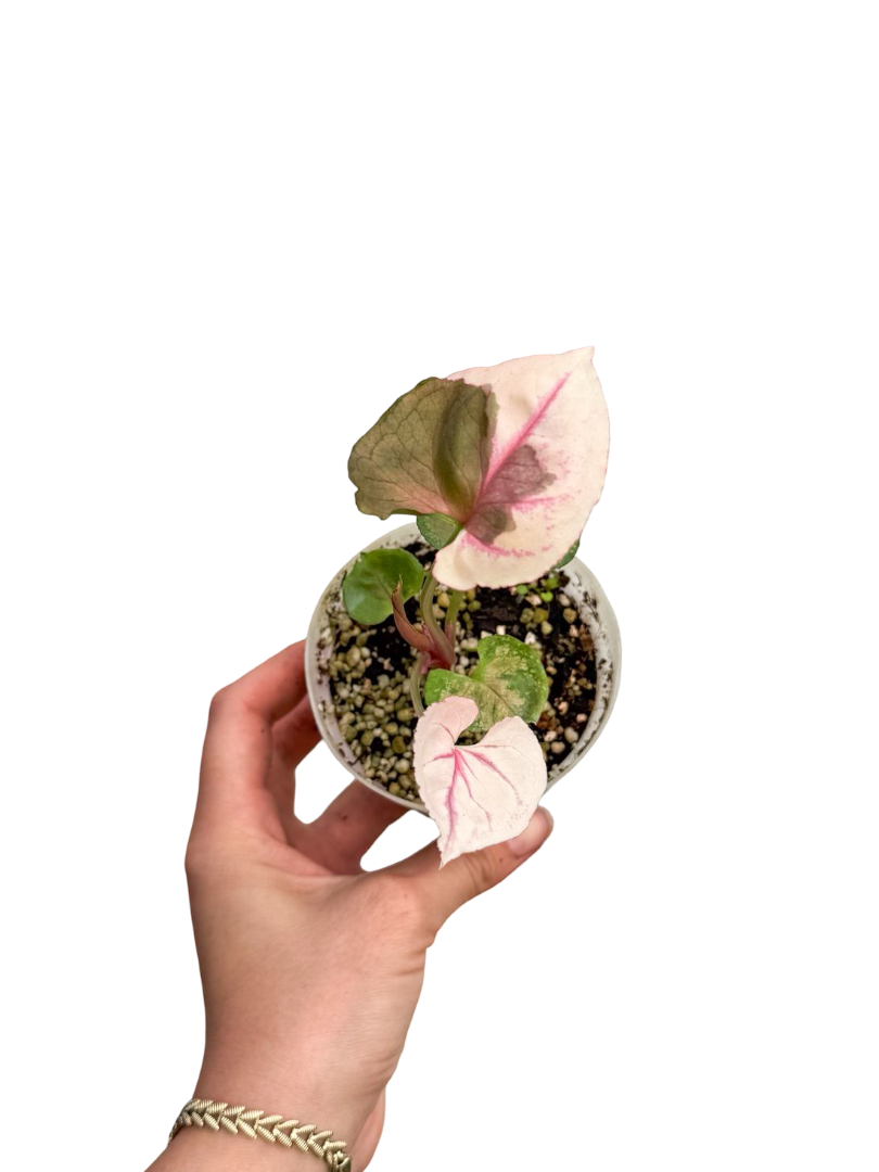 Syngonium Strawberry Ice