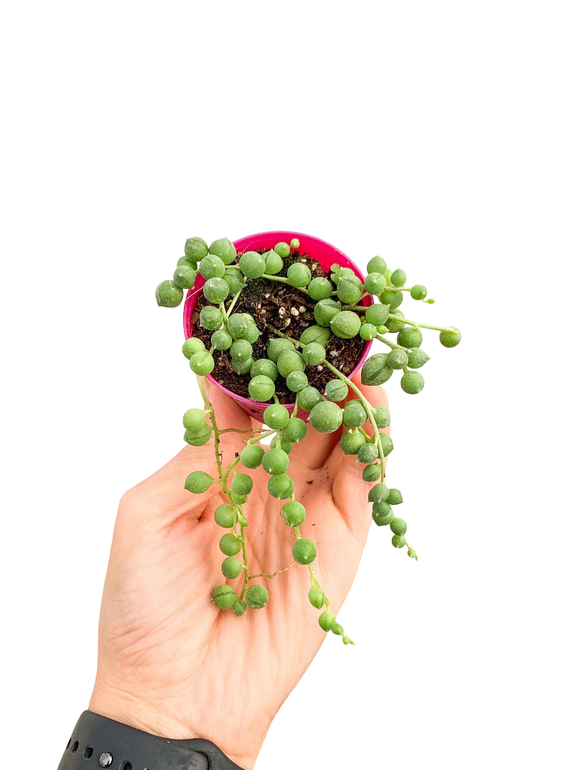 Tesbih Çiçeği Sukulent (Senecio Rowleyanus)