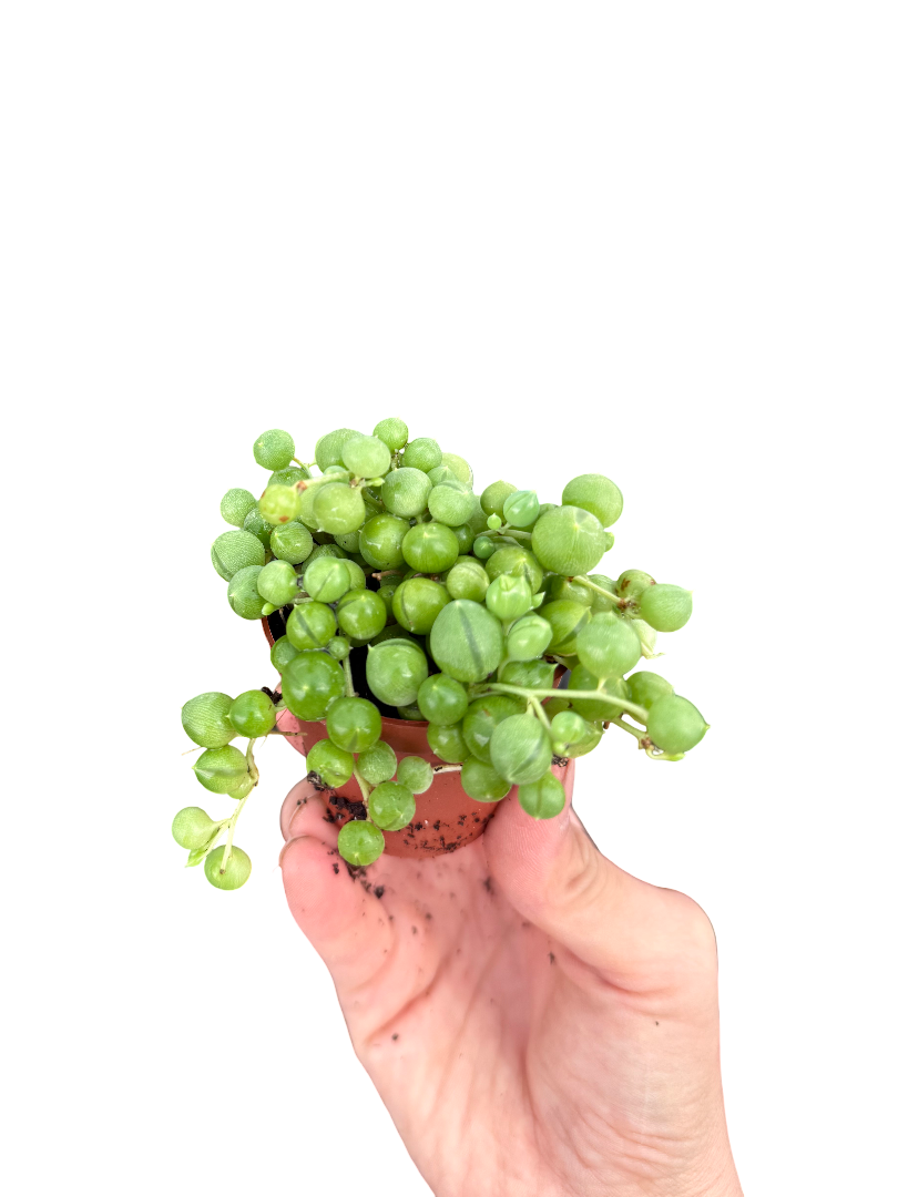 Tesbih Çiçeği Sukulent (Senecio Rowleyanus)