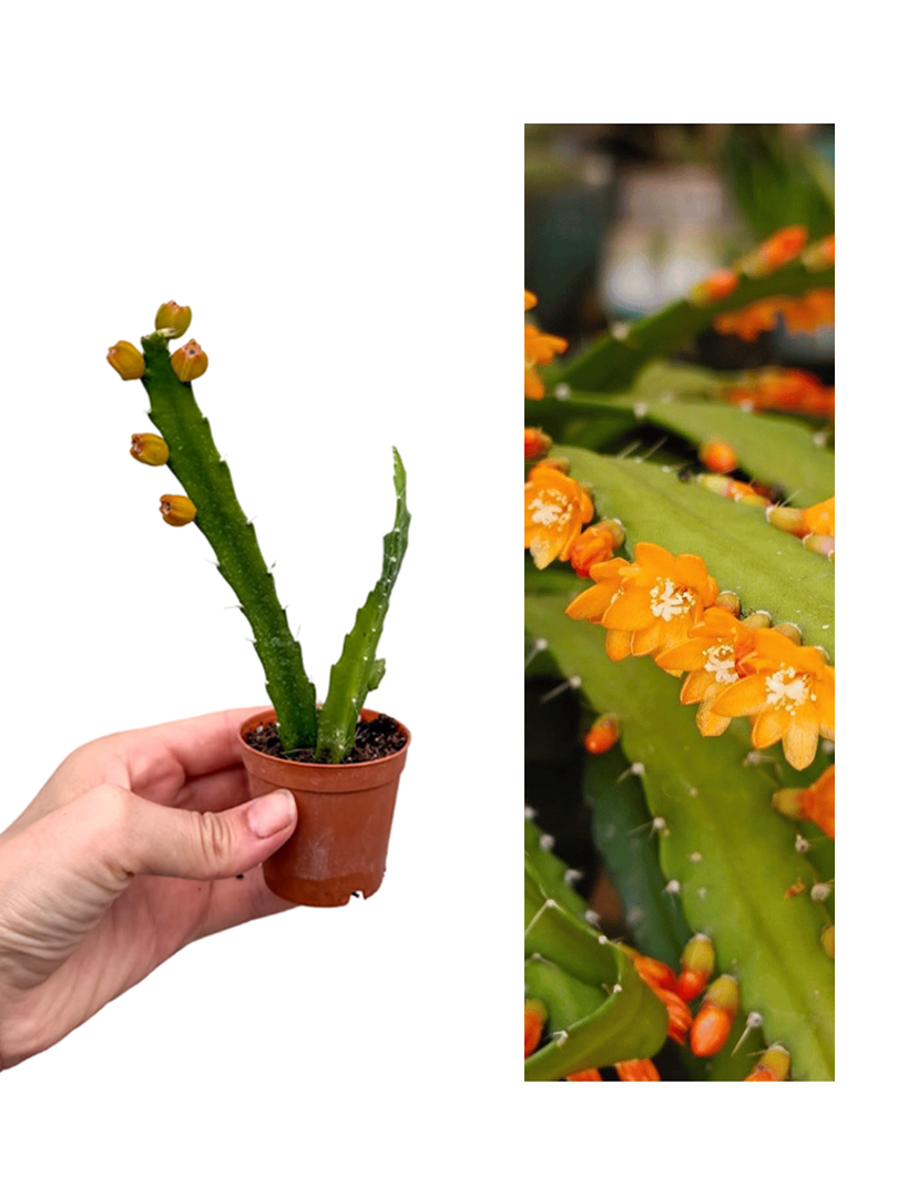 Turuncu Çiçekli Atlas (Epiphyllum)