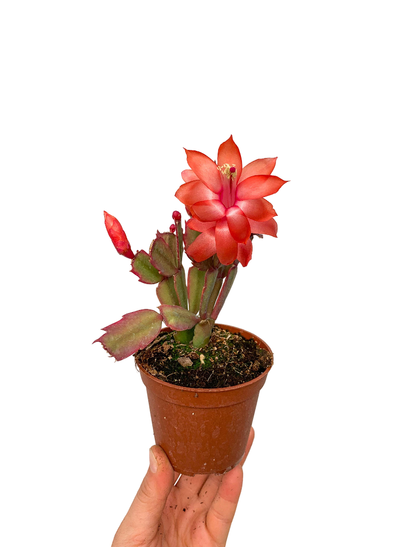 Turuncu Çiçekli Yılbaşı Çiçeği Kaktüsü (Schlumbergera)