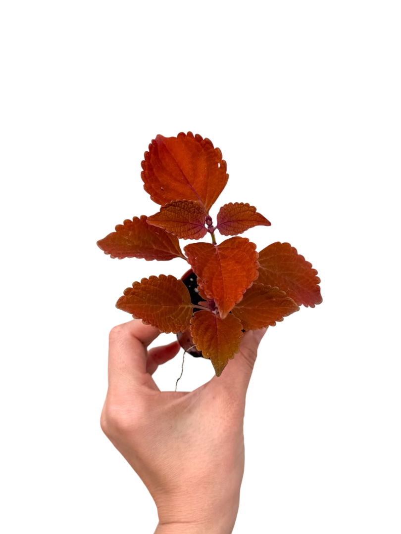 Turuncu Coleus Yaprak Güzeli