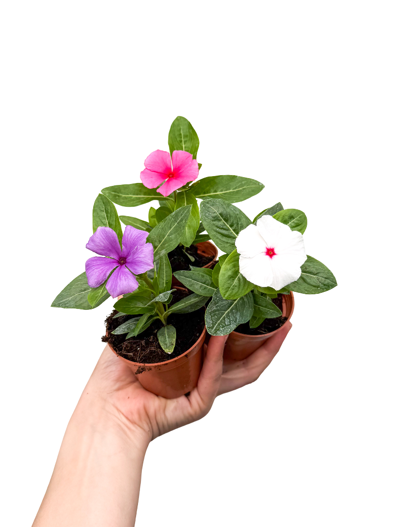 Vinca Pervane Çiçeği 2 Adet Karışık Renk