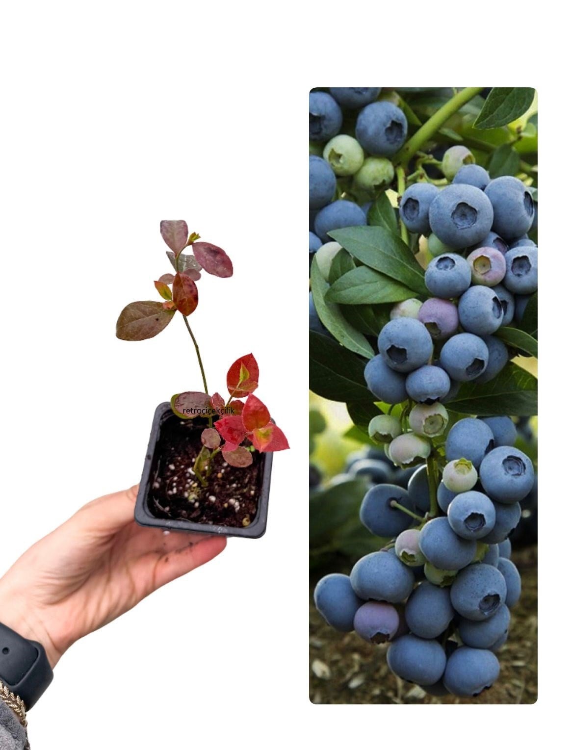 Yaban Mersini Fidanı (Blueberry)