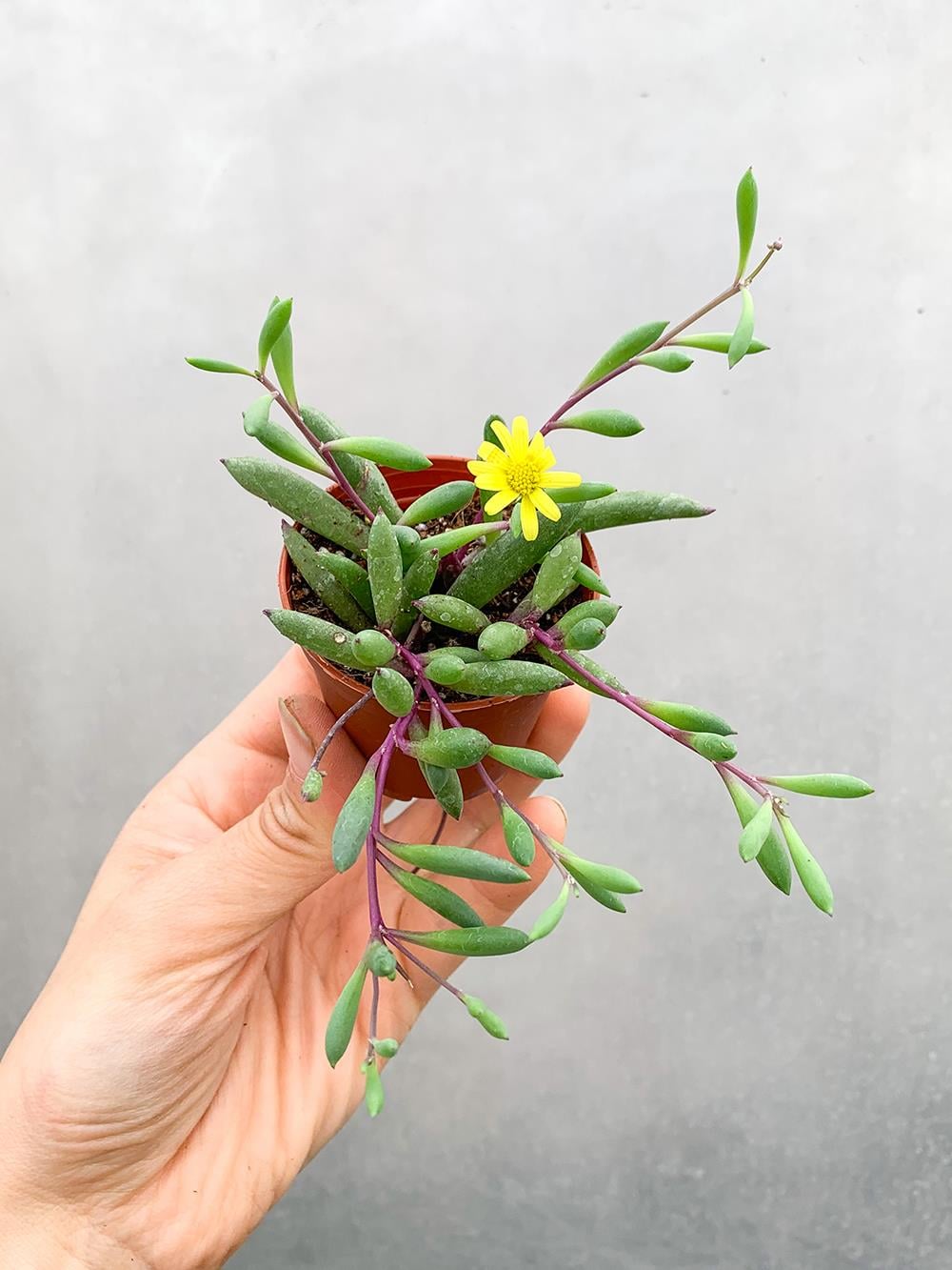 Yakut Kolyesi Othonna Capensis