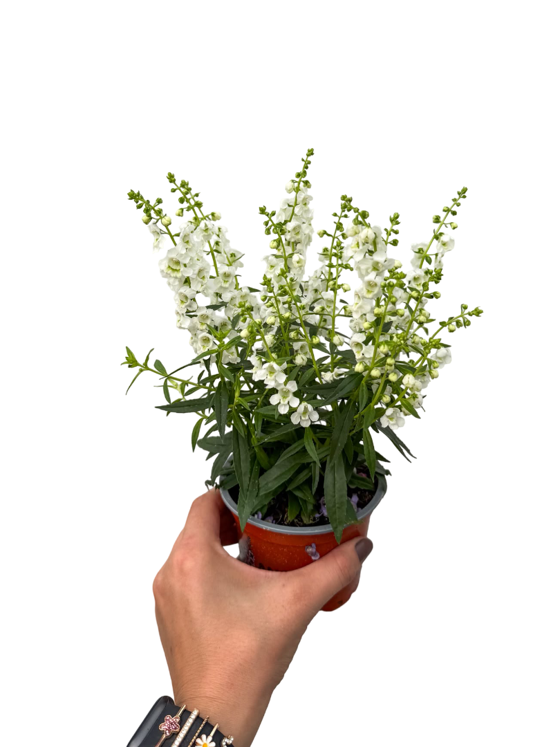 Yazlık Aslanağzı Çiçeği Beyaz Angelonia