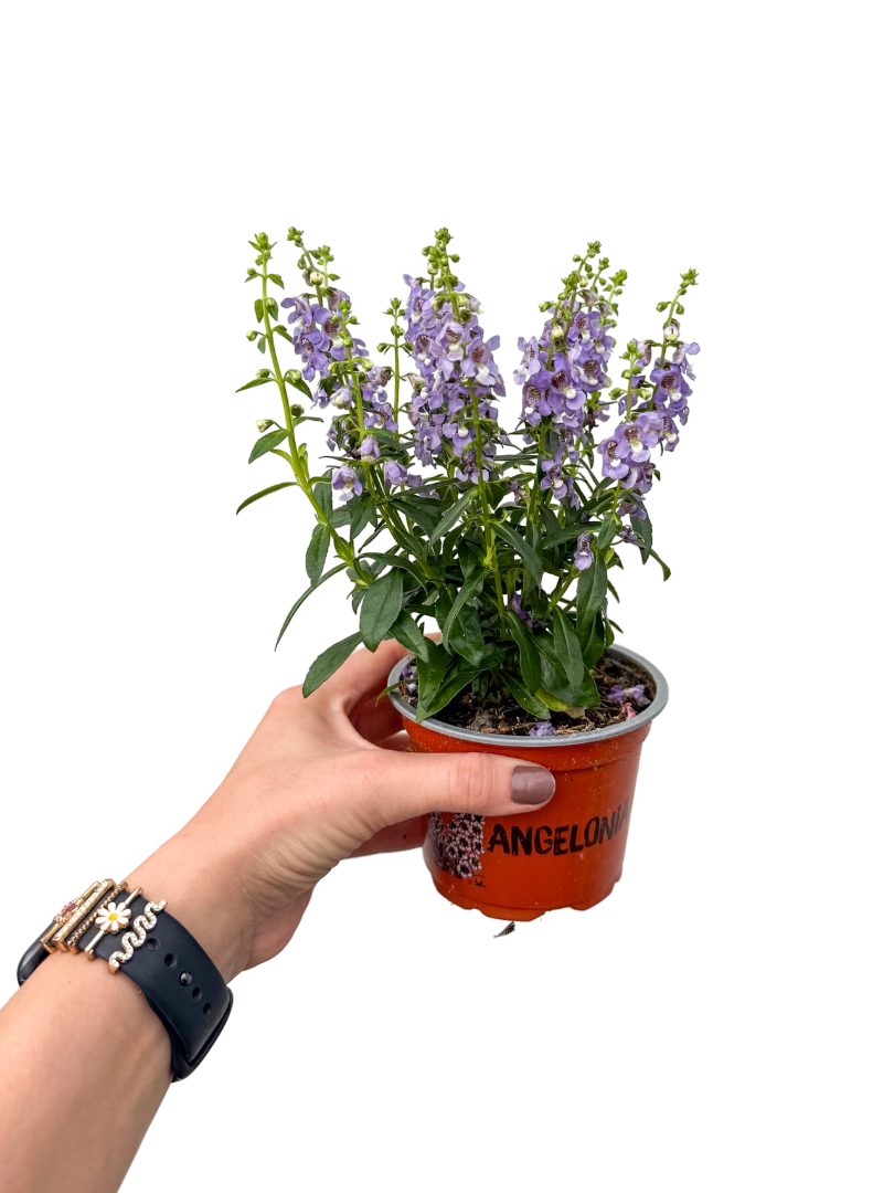 Yazlık Aslanağzı Çiçeği Mor Angelonia