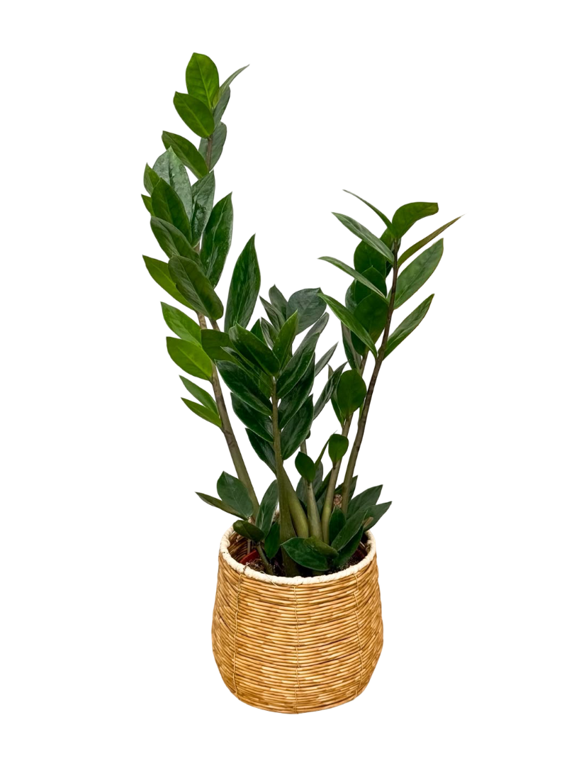 Zamia Çiçeği Bitkisi Mini (Zamioculcas Zamiifolia)