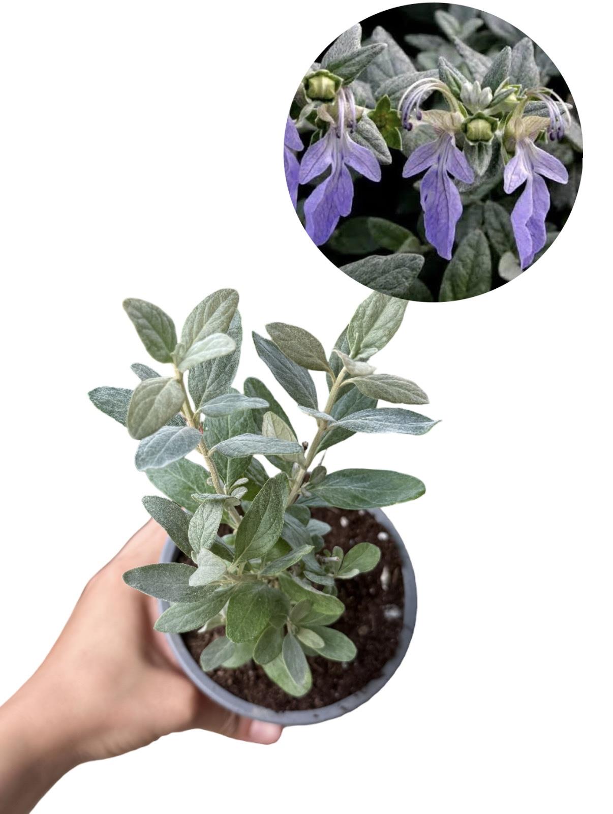 Zeytin Çalısı Fidanı