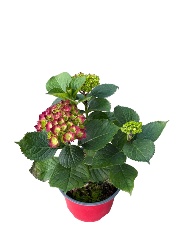 Kırmızı Ortanca Çiçeği - Hydrangea | Retro Çiçekçilik