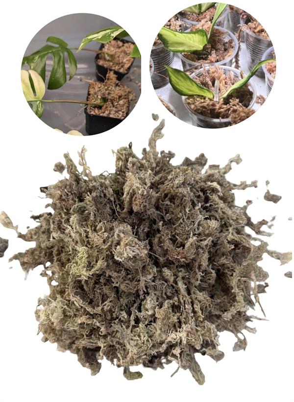 kuru-sphagnum-yosunu-ithal-20-