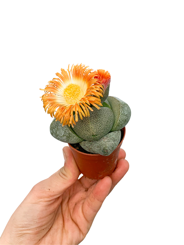 Lithops Ta Kakts Yaayan Ta