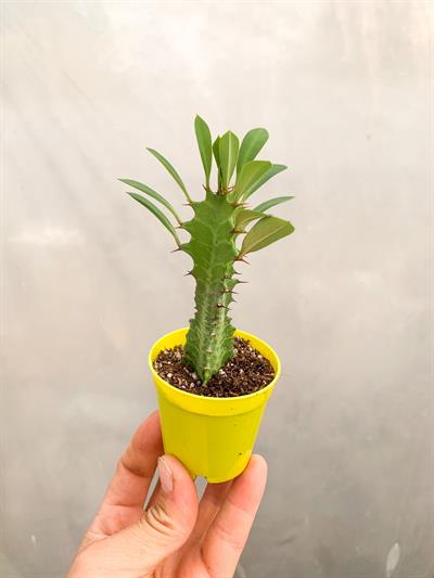 Afrika St Aac Kakts - Euphorbia Trigona | Retro iekilik
