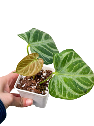 Anthurium Aos ×crystallinum Mint Anthurium Crystallinum | Retro Çiçekçilik