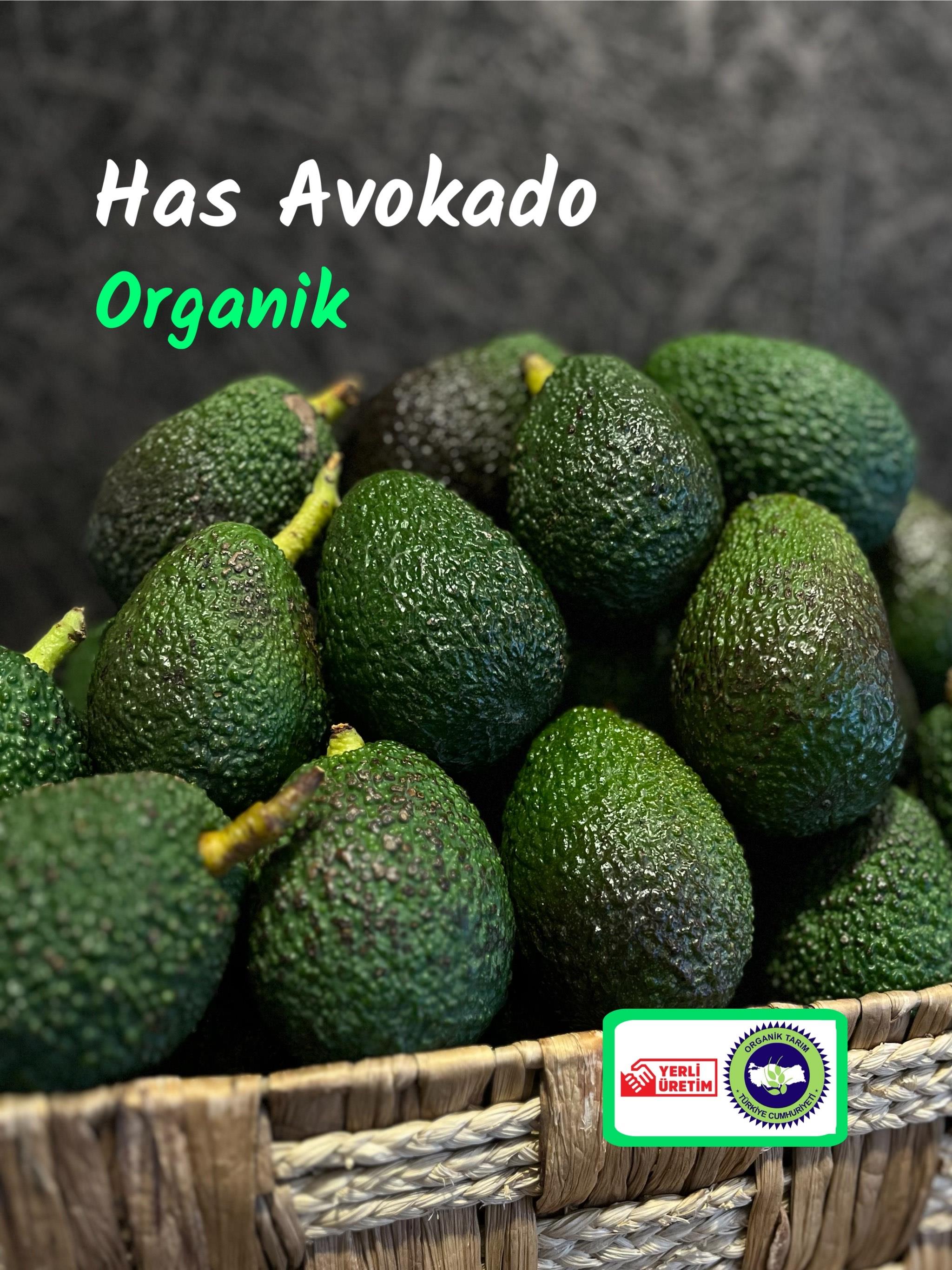 Organik Avokado KG