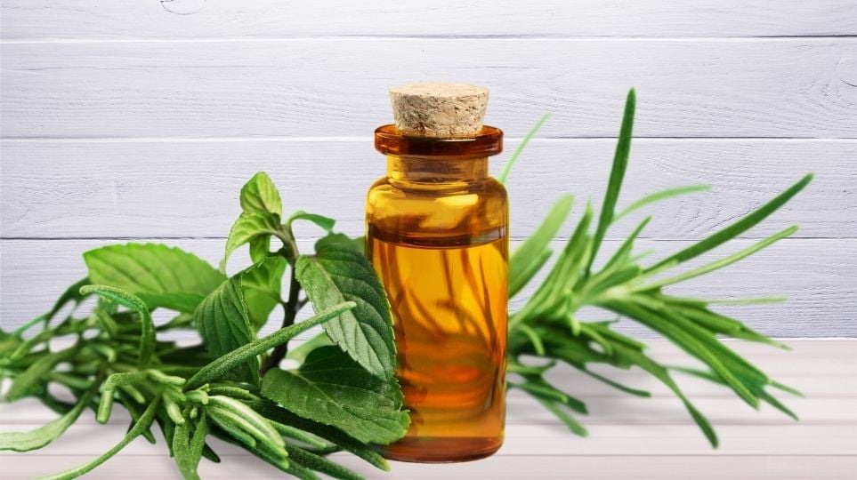 Çay Ağacı Yağı Nedir? Faydaları Nelerdir?