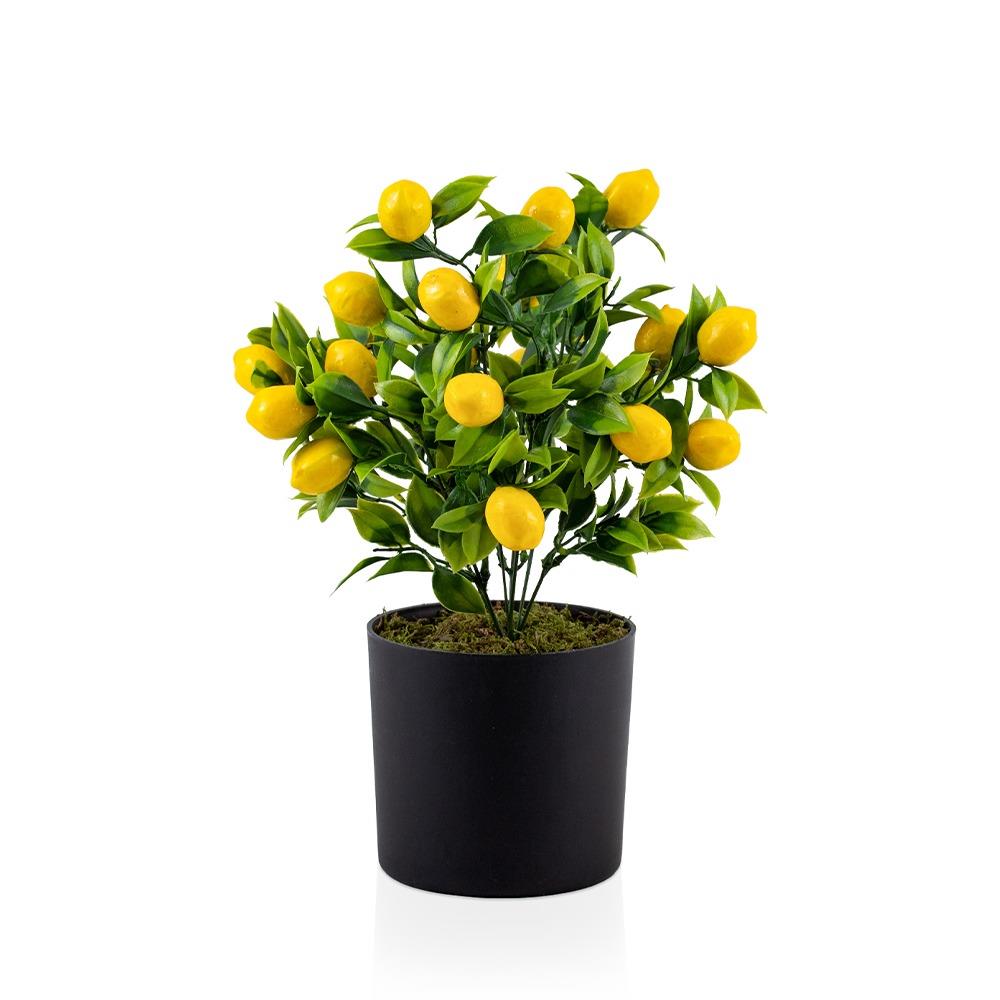 Çılgın Saksıda Limon Ağacı (A186y5)