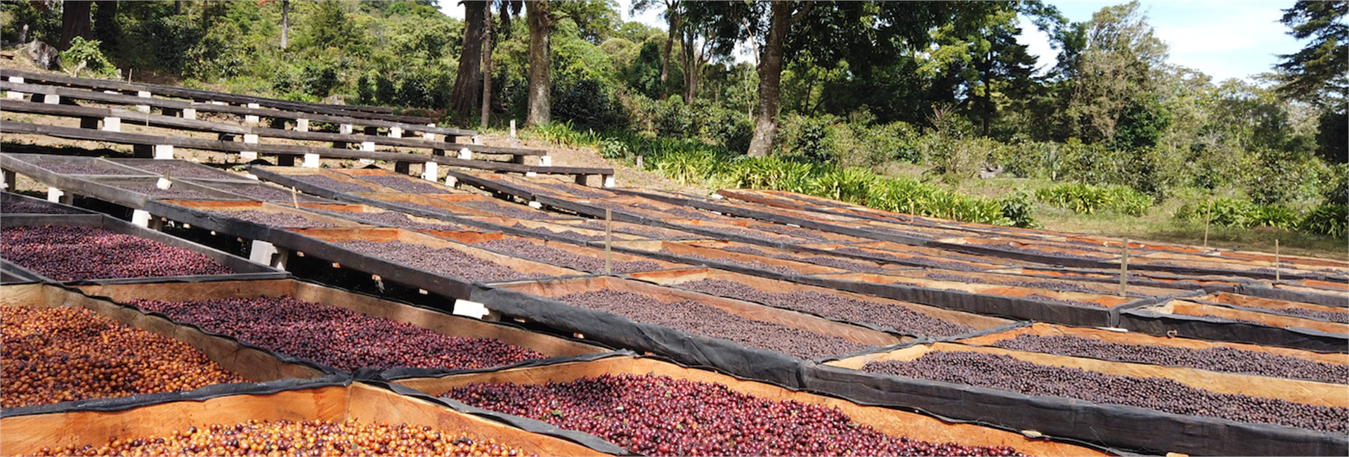 El Salvador / Finca Las Delicias