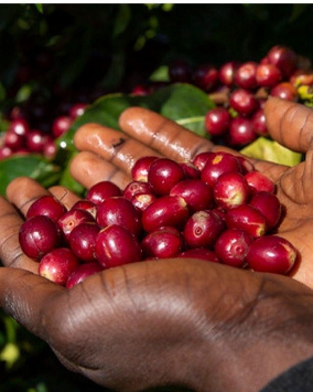 Burundi / Busasa / Washed