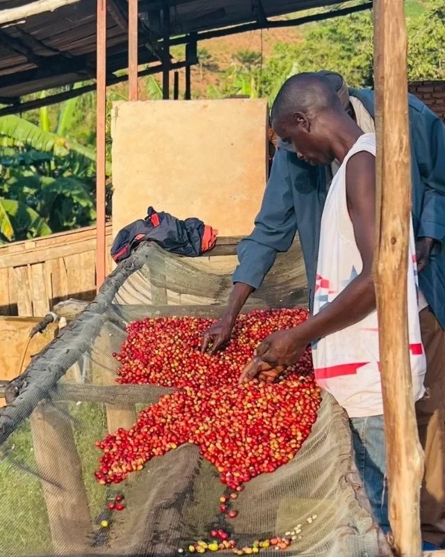 Burundi / Busasa / Washed