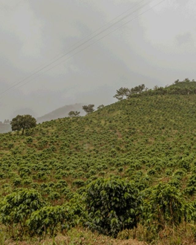 Colombia / Finca La Luisa / Honey Dew Co - Ferment