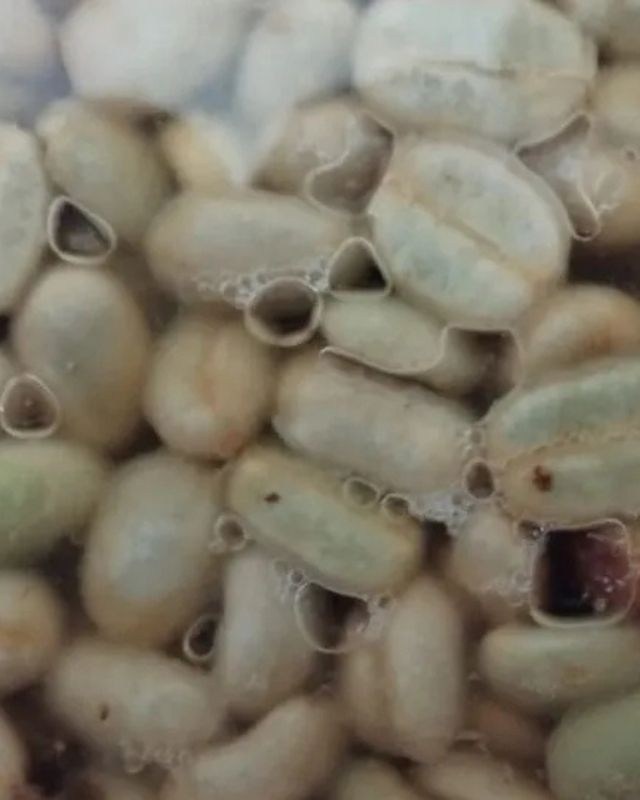 Colombia / Finca La Luisa / Honey Dew Co - Ferment