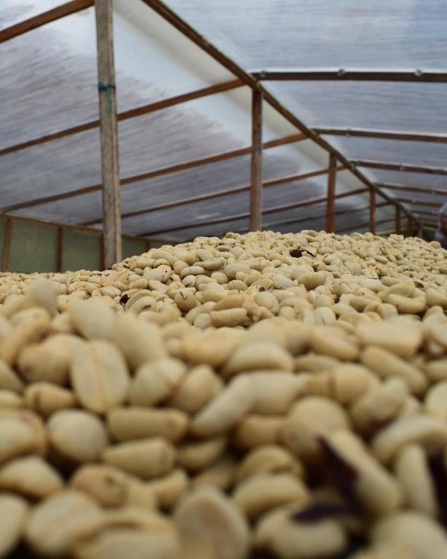 Colombia / Hulcafe / Sugar Cane Decaf