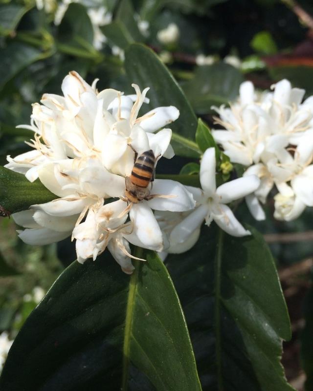 Colombia / Hulcafe / Sugar Cane Decaf