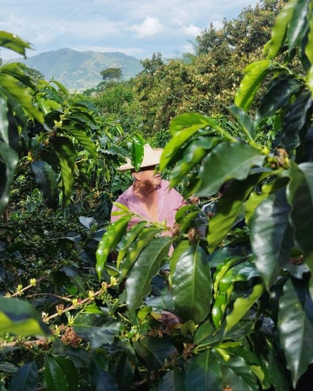 Colombia / Hulcafe / Sugar Cane Decaf