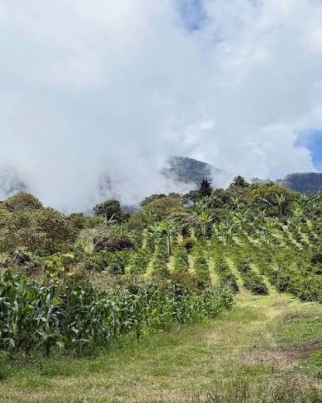 Colombia / Tamesis / Lactic Geisha