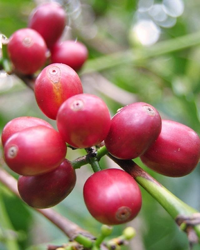 Colombia / Tamesis / Lactic Geisha