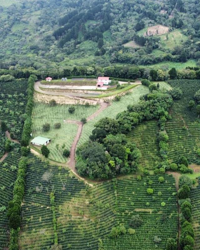Costa Rica / La Isla / Honey Process