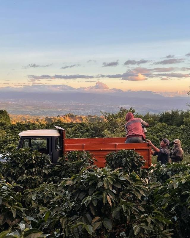 Costa Rica / La Isla / Honey Process