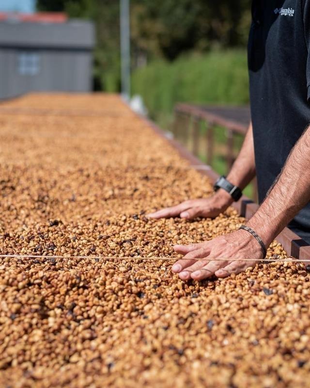 Costa Rica / La Isla / Honey Process