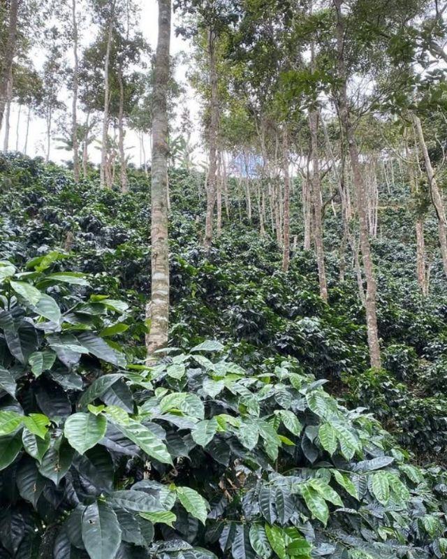Costa Rica / Las Torres / Red Honey